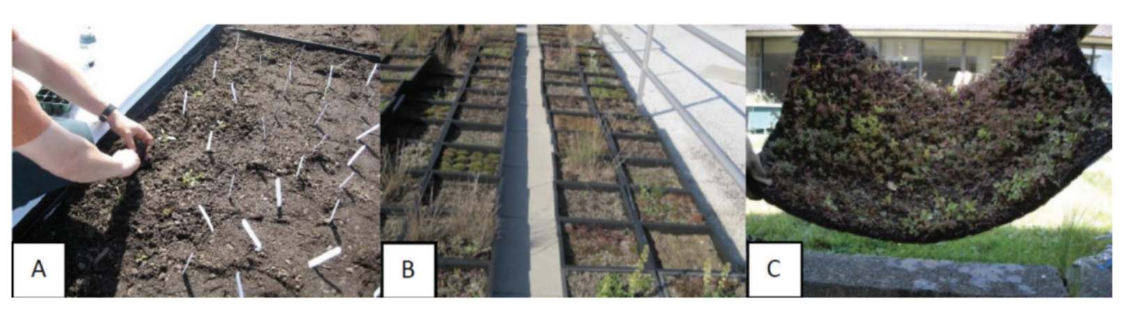 Exemples de trois systèmes de toits végétalisés différents