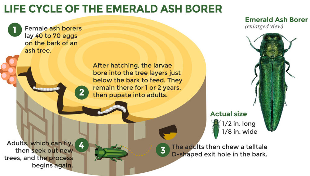 Life cycle of the EAB