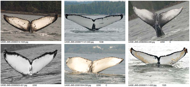 Whale tails