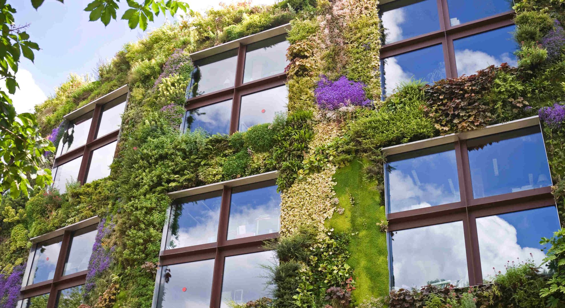 Building covered with vegetation; windows are clear