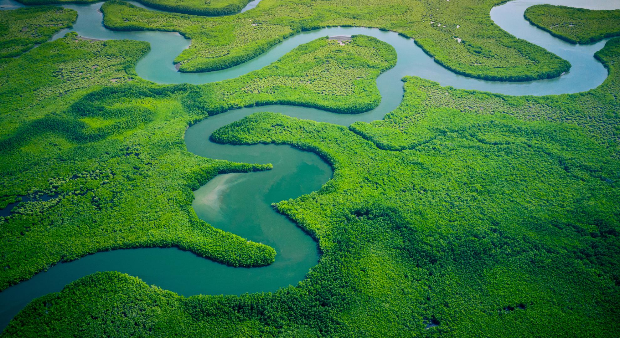 Aerial view of the Mangrove Forest in Gambia, with a stream of water flowing through it