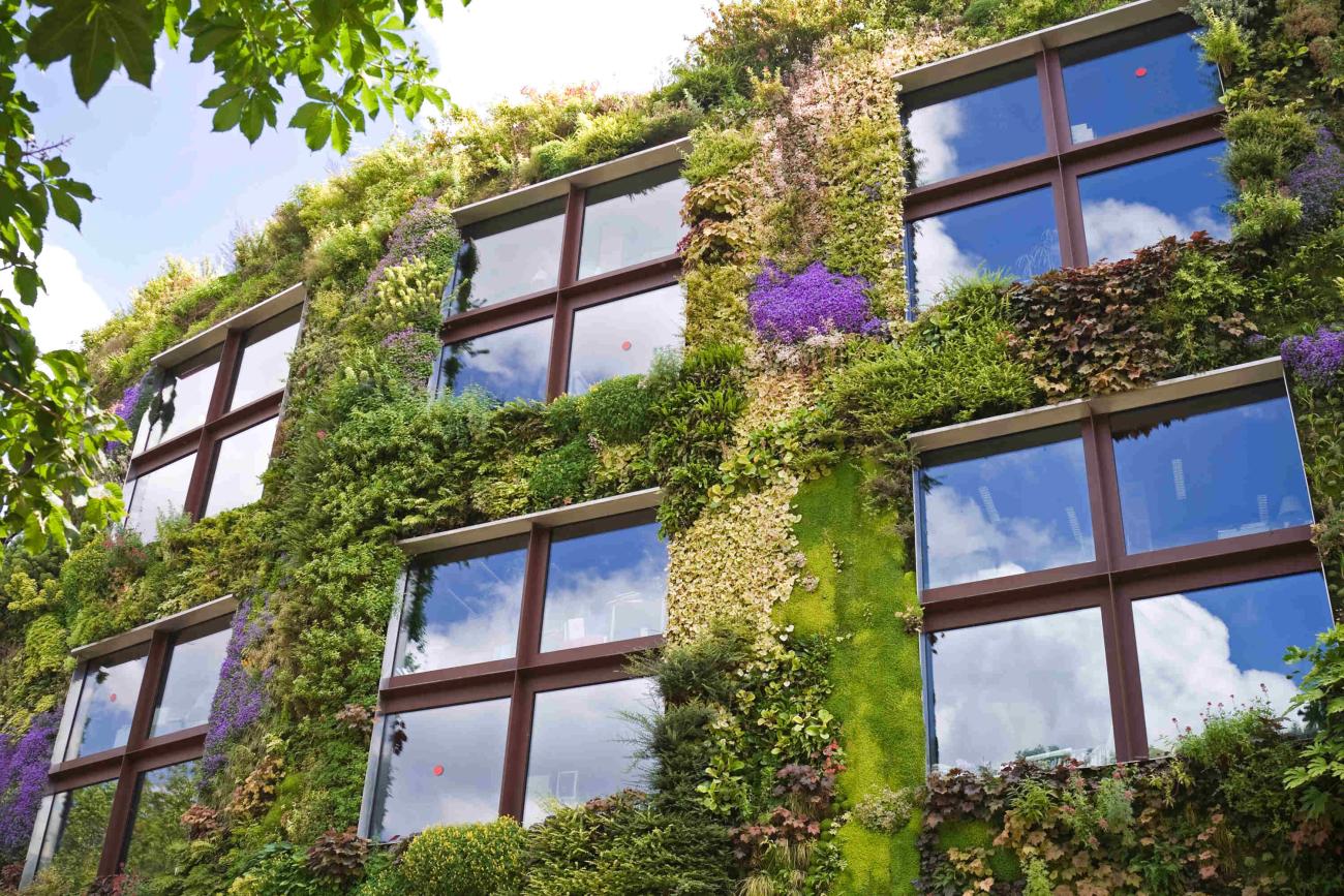 Building covered with vegetation; windows are clear