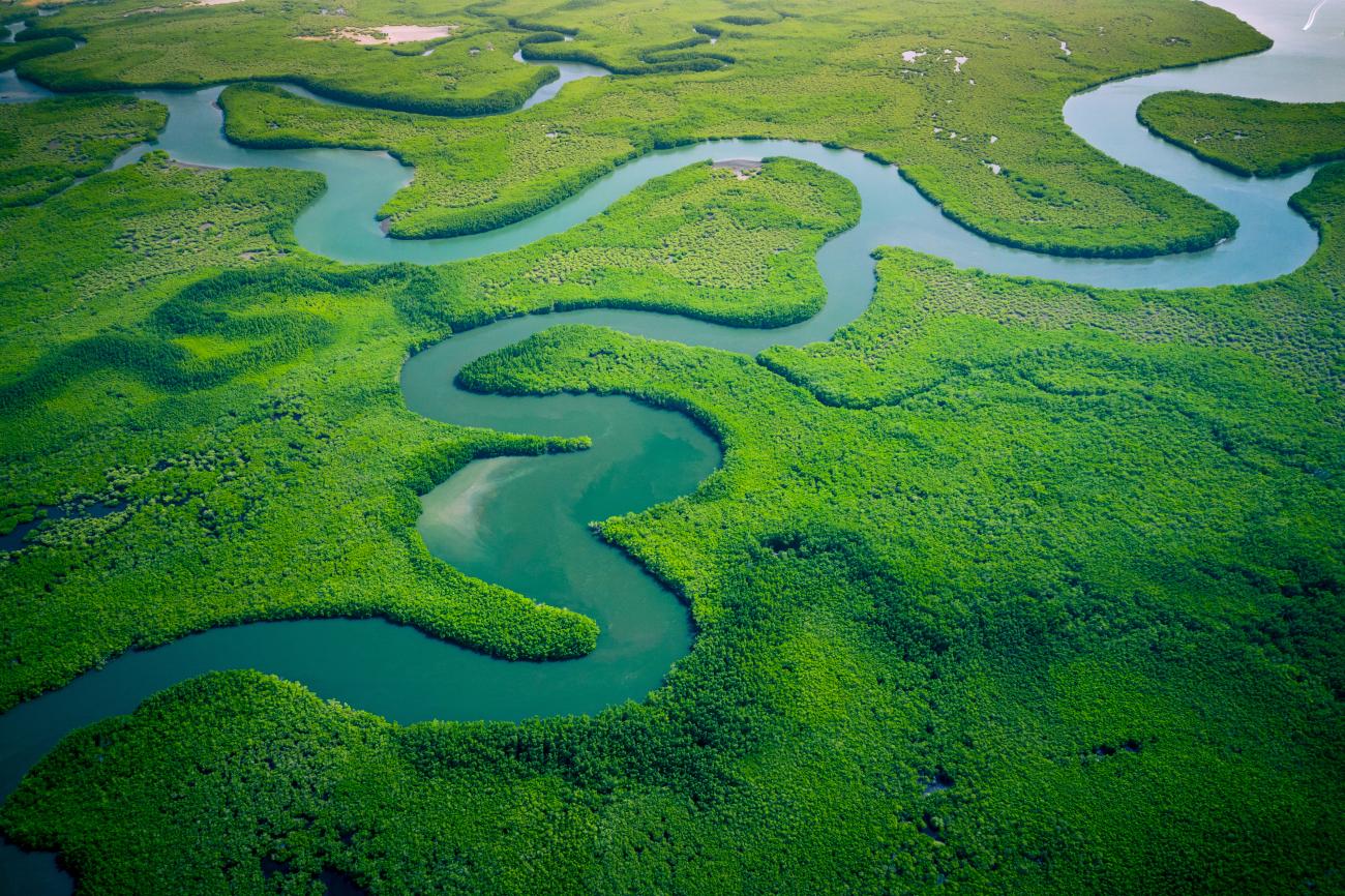 Aerial view of the Mangrove Forest in Gambia, with a stream of water flowing through it