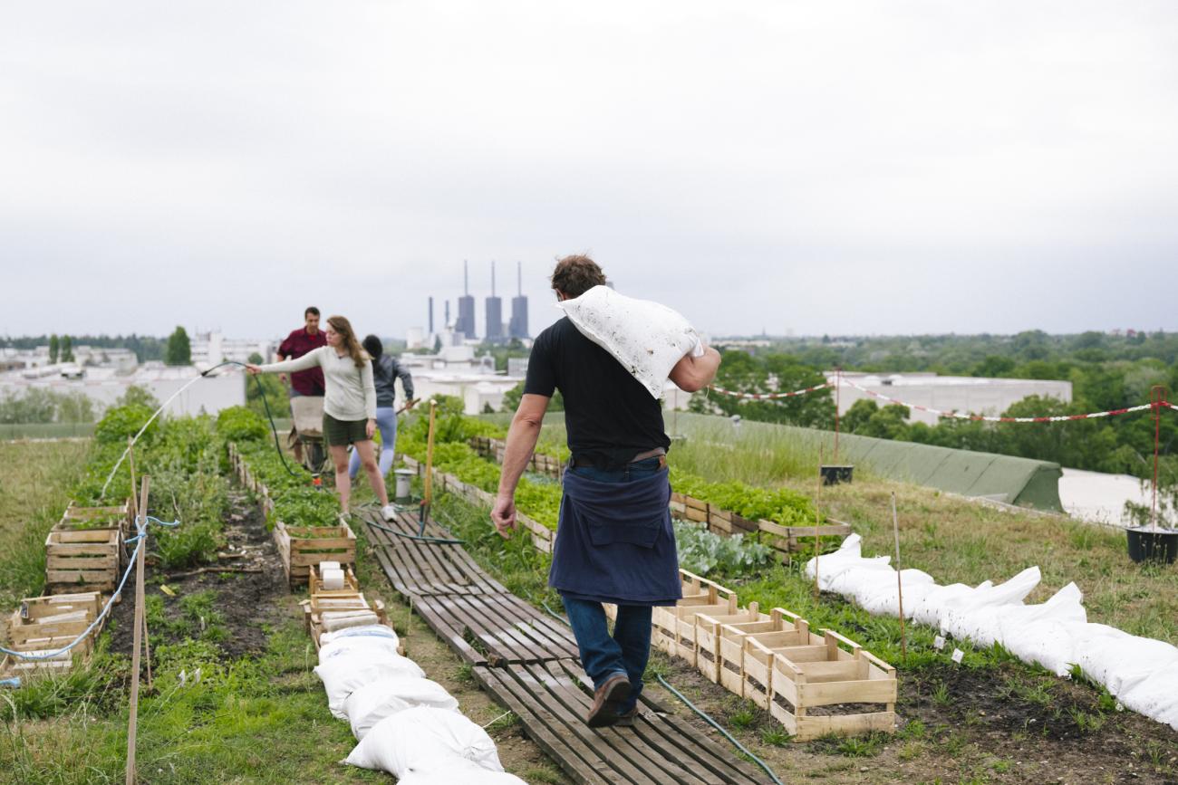 green roof 