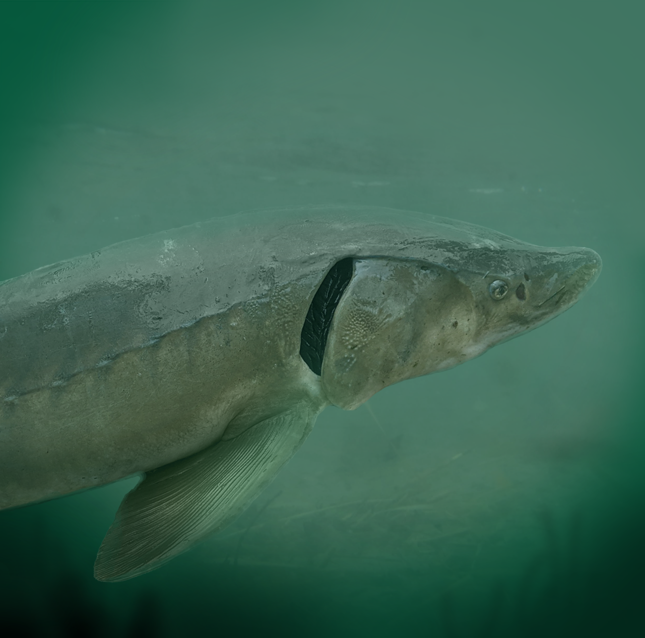 lake sturgeon